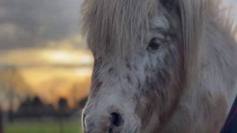 De-Cerca-Con-El-Nuevo-Modo-Cinematográfico,-Sobre-Ponis-En-Una-Granja-Holandesa-Al-Atardecer