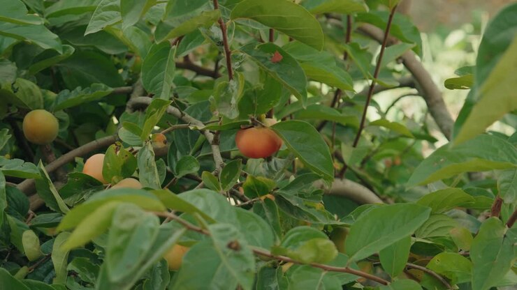 frutta fresca che cresce su un ramo frondoso in una tranquilla atmosfera da giardino