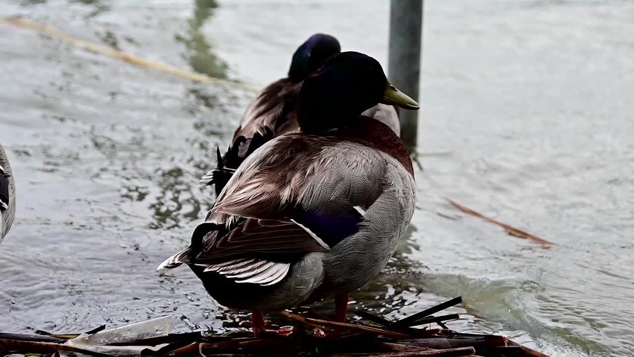 grupo de patos mallard cerca de la orilla del lago