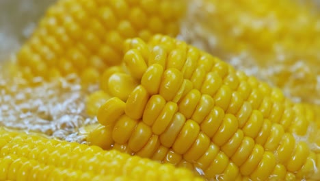 corn cobs in boiling hot water. maize has become a staple food in many parts of the world, with the total production of maize surpassing that of wheat or rice.