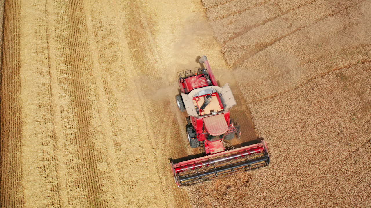 Modern red harvester cuts dry spikelets. Dusty powerful machine sliding by the field on sunny summer day. Top view.