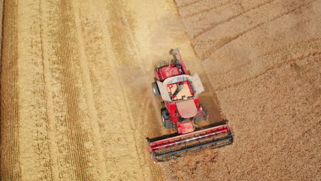 modern red harvester cuts dry spikelets. dusty powerful machine sliding by the field on sunny summer day. top view.