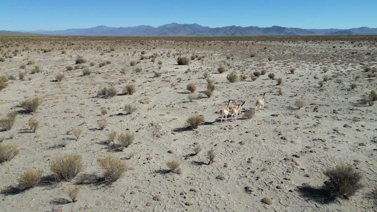 fotografía aérea de una familia de vicuñas caminando por las tierras desérticas de argentina.