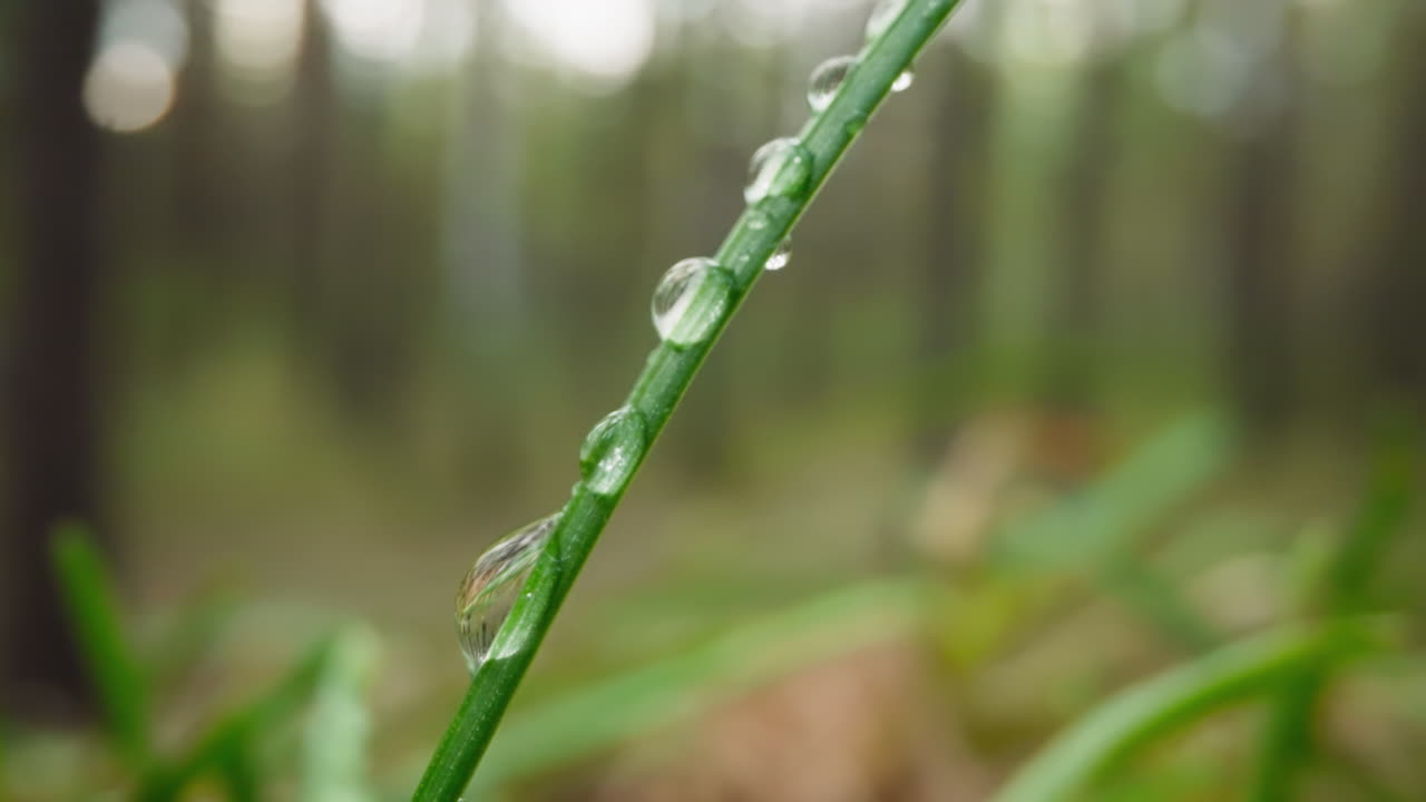 hoja verde de hierba cubierta de gotas de rocío por la mañana