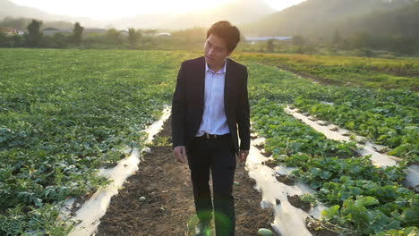 young asian business man walking in melon field with sunset