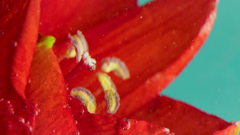 el lirio rojo bajo el agua macro