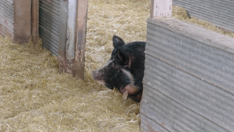 resting black pig in a rustic enclosure on a farm