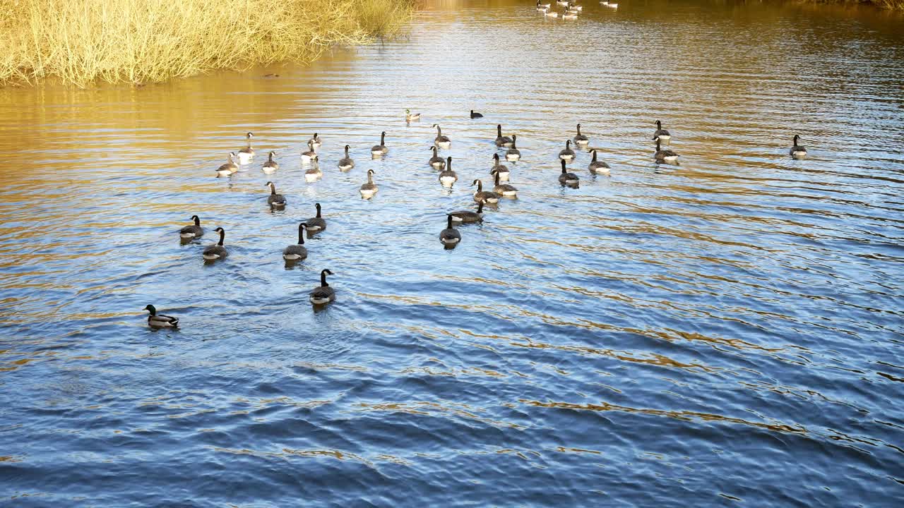 가을 영국 호수 잔물결에서 헤엄치는 철새 기러기