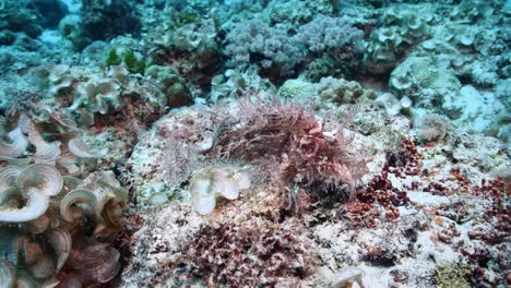 Beautiful-pink-and-white-Rhinopias-fully-camouflaged-on-volcanic-rock