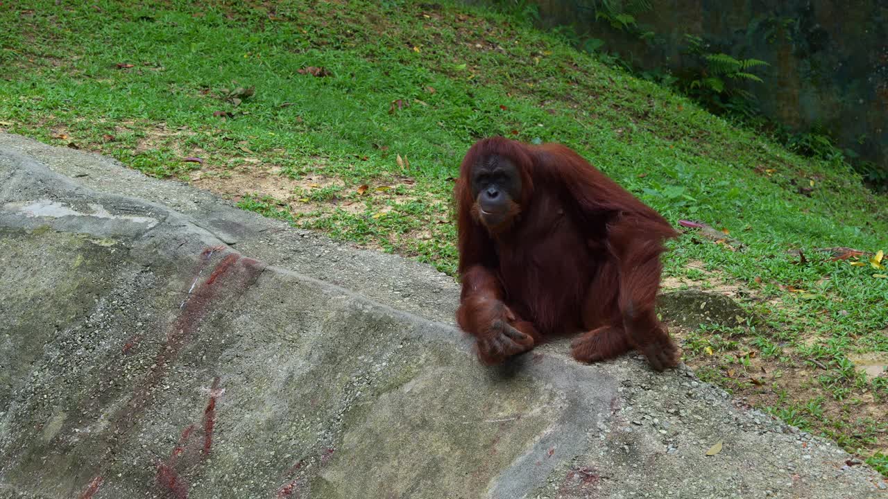 Orangutan seduto su una roccia