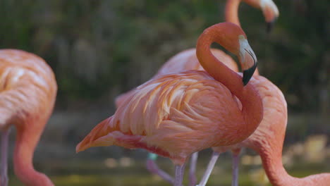 flamencos rosados de cerca