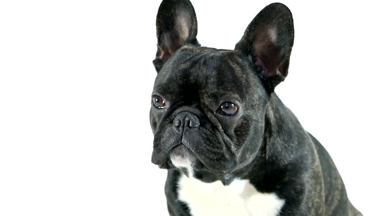 французский бульдог сидит и смотрит, белый фон