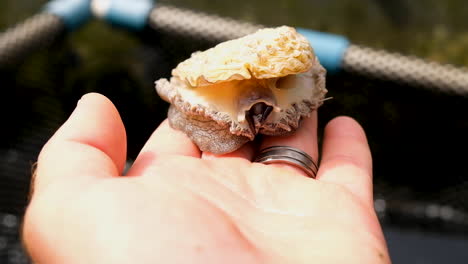 frontal view of a south african abalone moving around on caucasian male hand