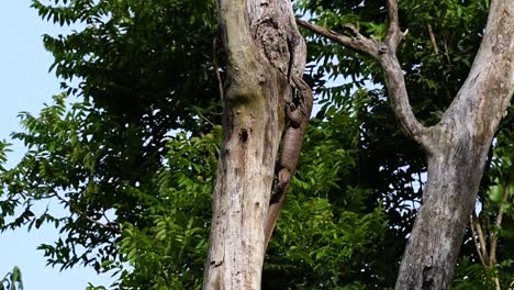el lagarto monitor nublado se encuentra en tailandia y otros países de asia