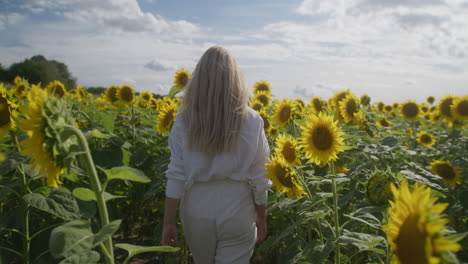 Blonde-woman,-seen-from-behind,-walks-through-sunflower-field,-slomo