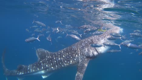 a whale shark eats plankton off of the sea surface while smaller fish swim around it