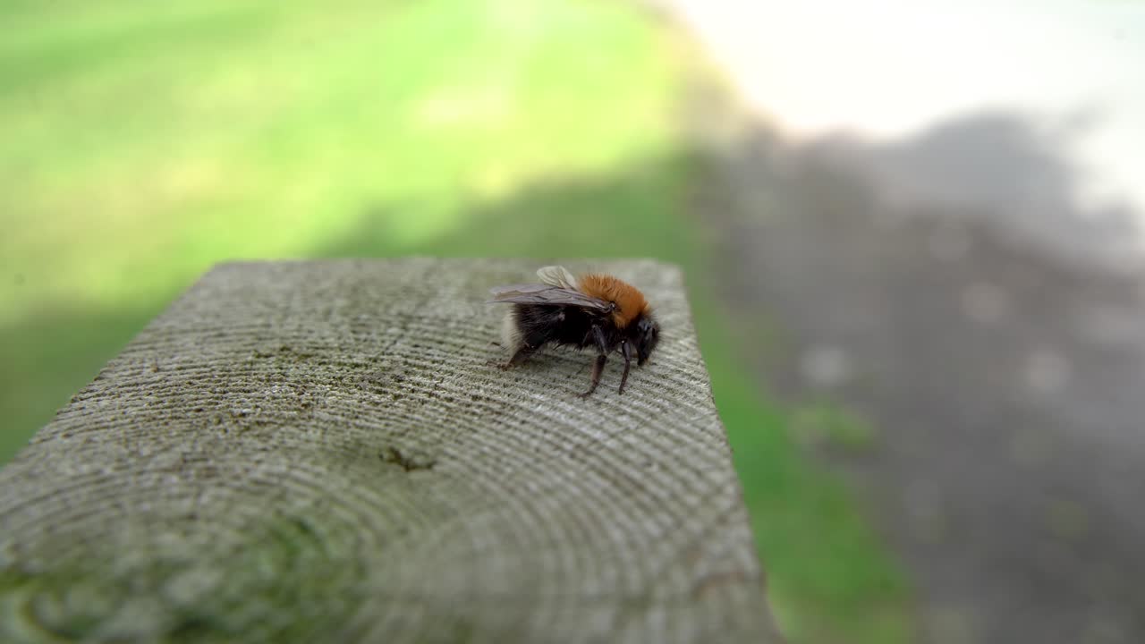 Close up shot of Bumble Bee sat on Wooden Fence Post