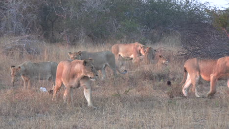 Lion-pride-gathers-at-blue-hour-dusk-stalking-and-standing-guard-in-safari