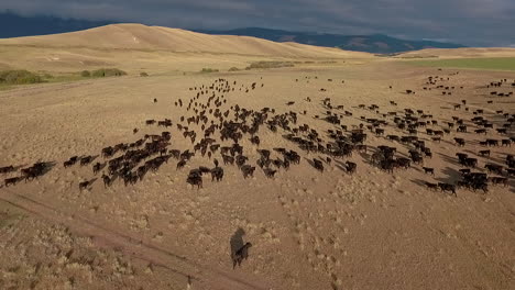 Increíble-Antena-Sobre-Un-Arreo-De-Ganado-Occidental-En-Las-Llanuras-De-Montana-1