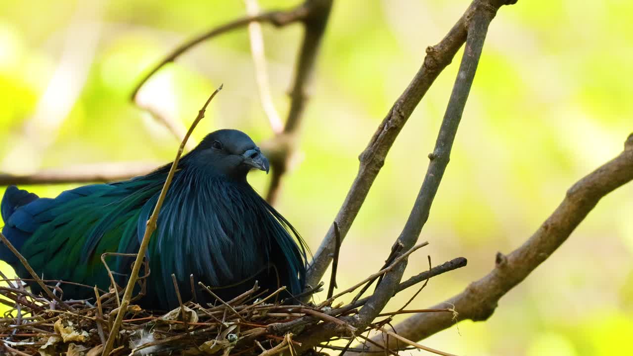동물원 의 둥지 에서 휴식 하는 니코바르 비둘기