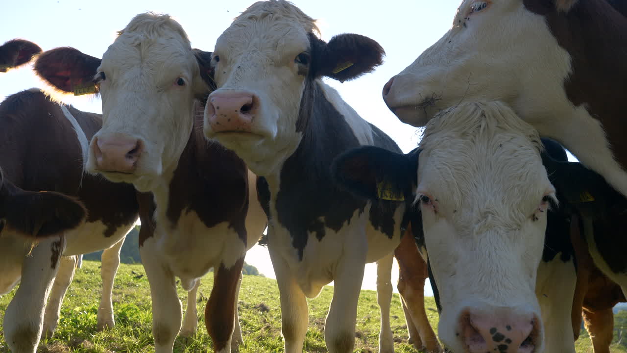 primer plano de un lindo grupo de vacas posando en un campo de hierba verde durante la luz del sol - espectáculo de alta calidad pro res en cámara lenta