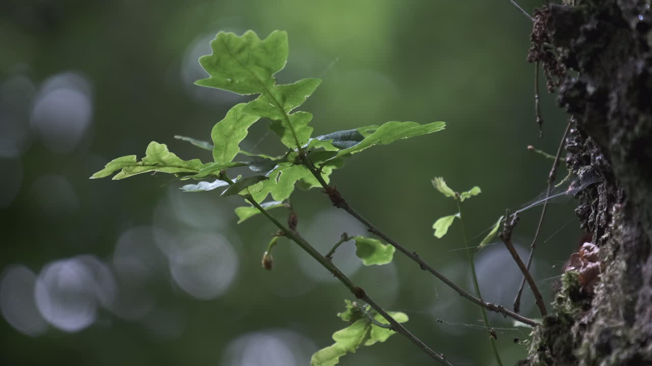 영국 삼림 지대에 있는 줄기에서 자라는 참나무의 새싹