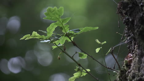 nuevos brotes de un roble que crece del tronco en woodland, inglaterra