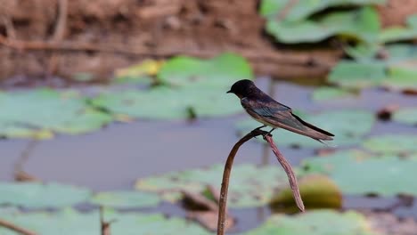 Ein-Kleiner,-Sich-Schnell-Bewegender-Vogel,-Der-Fast-überall-Auf-Der-Welt-Zu-Finden-Ist-Und-Die-Meiste-Zeit-Herumfliegt,-Um-Kleine-Insekten-Zu-Fangen