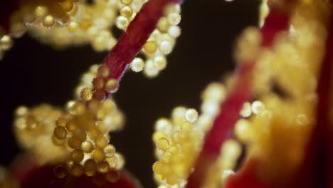 flower abutilon pollen microscopic view focus ramp