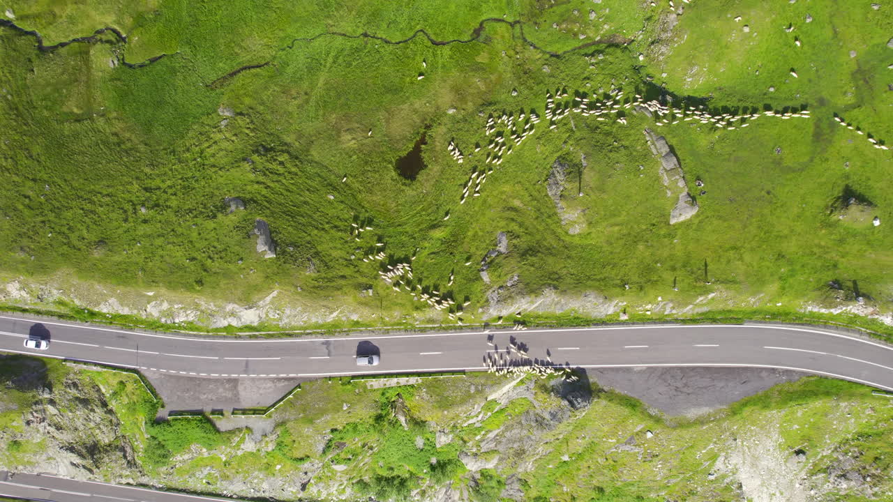 Aerial drone view of nature in Romania. Transfagarasan route in Carpathian mountains with a flock of sheep blocking the road, greenery