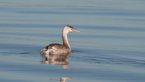 seen facing to the right and then to the left as it floats around as captured from a moving boat, great crested grebe podiceps cristatus bueng boraphet lake, nakhon sawan, thailand