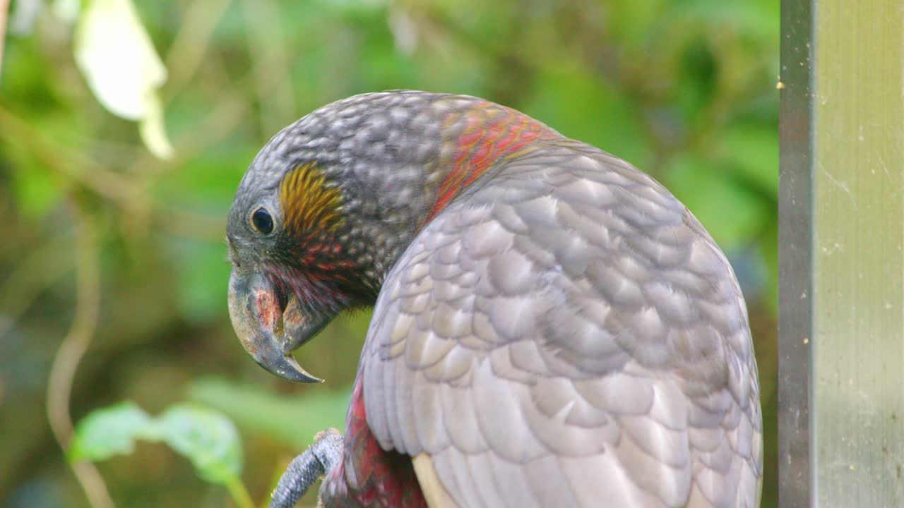 Close up of a Kaka eating food from it's talon