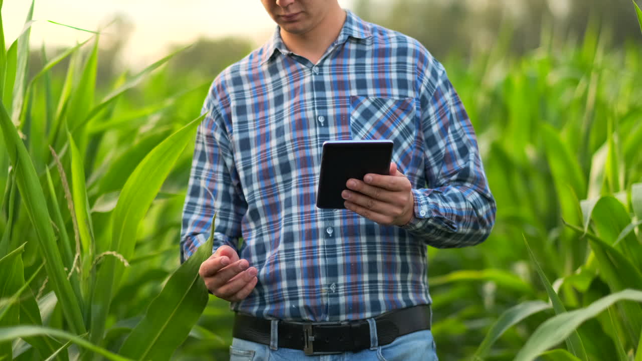agricultor que utiliza una tableta digital cultivó una plantación de maíz en el fondo. aplicación de la tecnología moderna en el concepto de actividad de cultivo agrícola