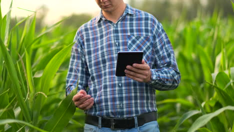 Agricultor-Que-Utiliza-Una-Tableta-Digital-Cultivando-Una-Plantación-De-Maíz-En-El-Fondo.-Aplicación-De-Tecnología-Moderna-En-El-Concepto-De-Actividad-Agrícola-Creciente.