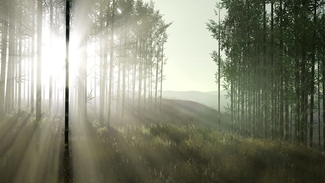 Golden rays filter through a serene bamboo forest at dawns first light