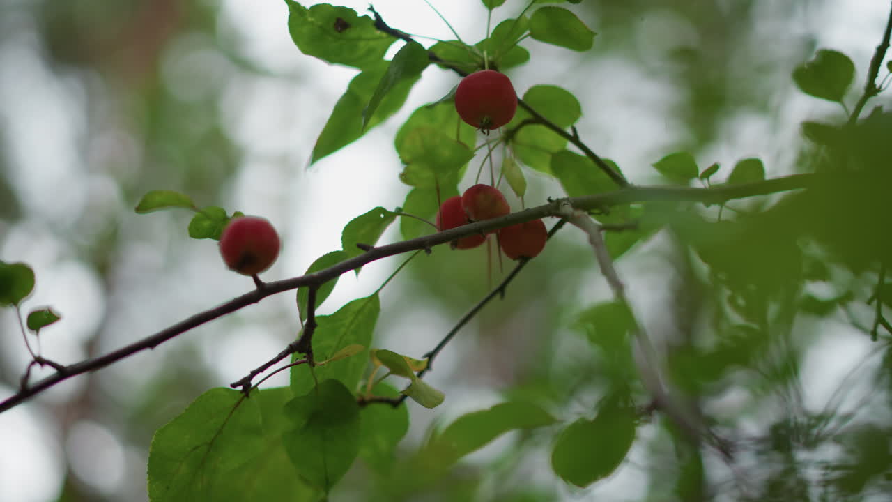 Crabapple Fruits On Slender Leafy Branch Soft Backlight And Misty Forest Tones, Dew Pearls On Surface, Moody Silhouette And Intimate Closeup For Atmospheric And Editorial Nature Storytelling