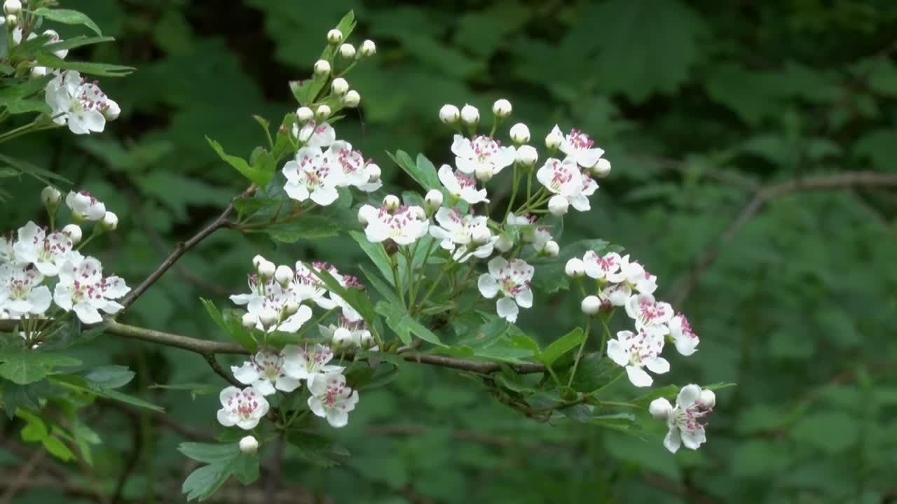 el espino, crataegus monogyna, en flor, el crataegus monogyna