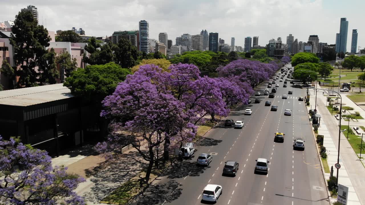 fotografía aérea en movimiento de una avenida con tráfico, árboles de jacaranda en flor y el horizonte de la ciudad con edificios en un día soleado en buenos aires, argentina