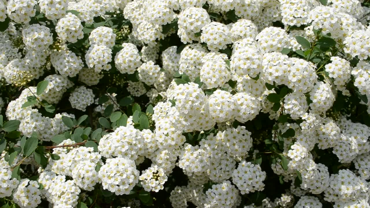 Flores de primavera