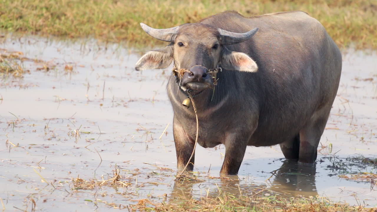 Cambodian Water Buffalo In Pond Mid Shot