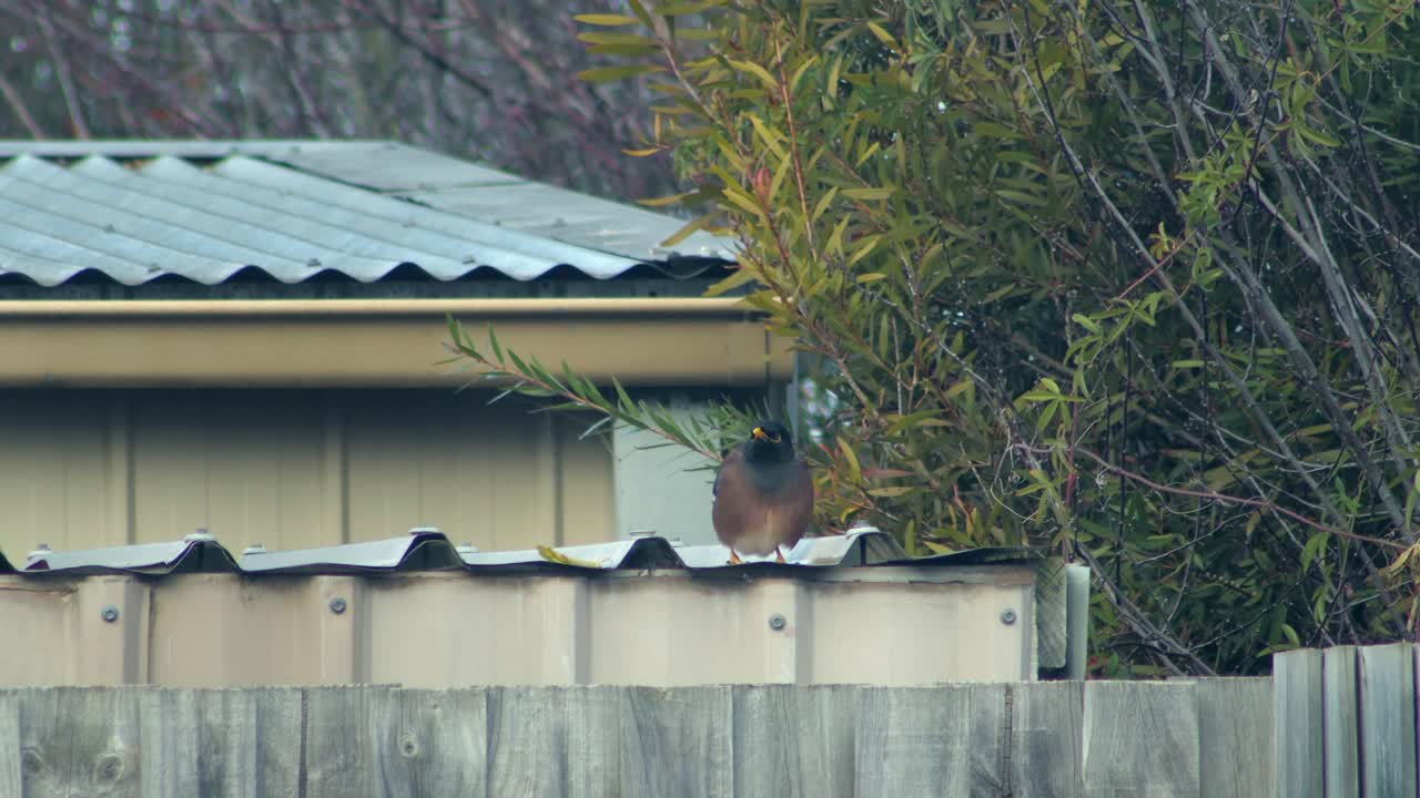 Common Myna Bird Perched on a Roof