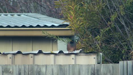 common myna bird perched on a roof