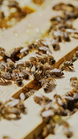 close-up of honey bees. frames of a beehive. bees turn nectar into honey. vertical video