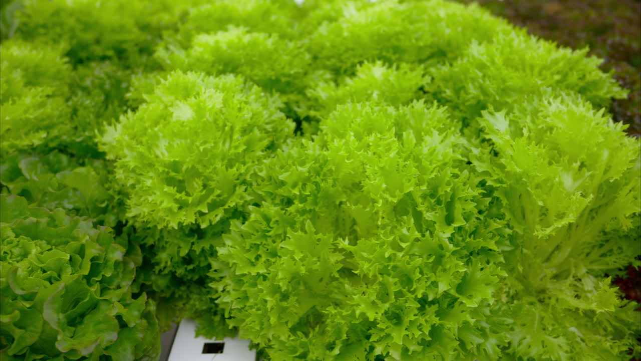 Different types of lettuce grown with the Hydroponic method in a greenhouse