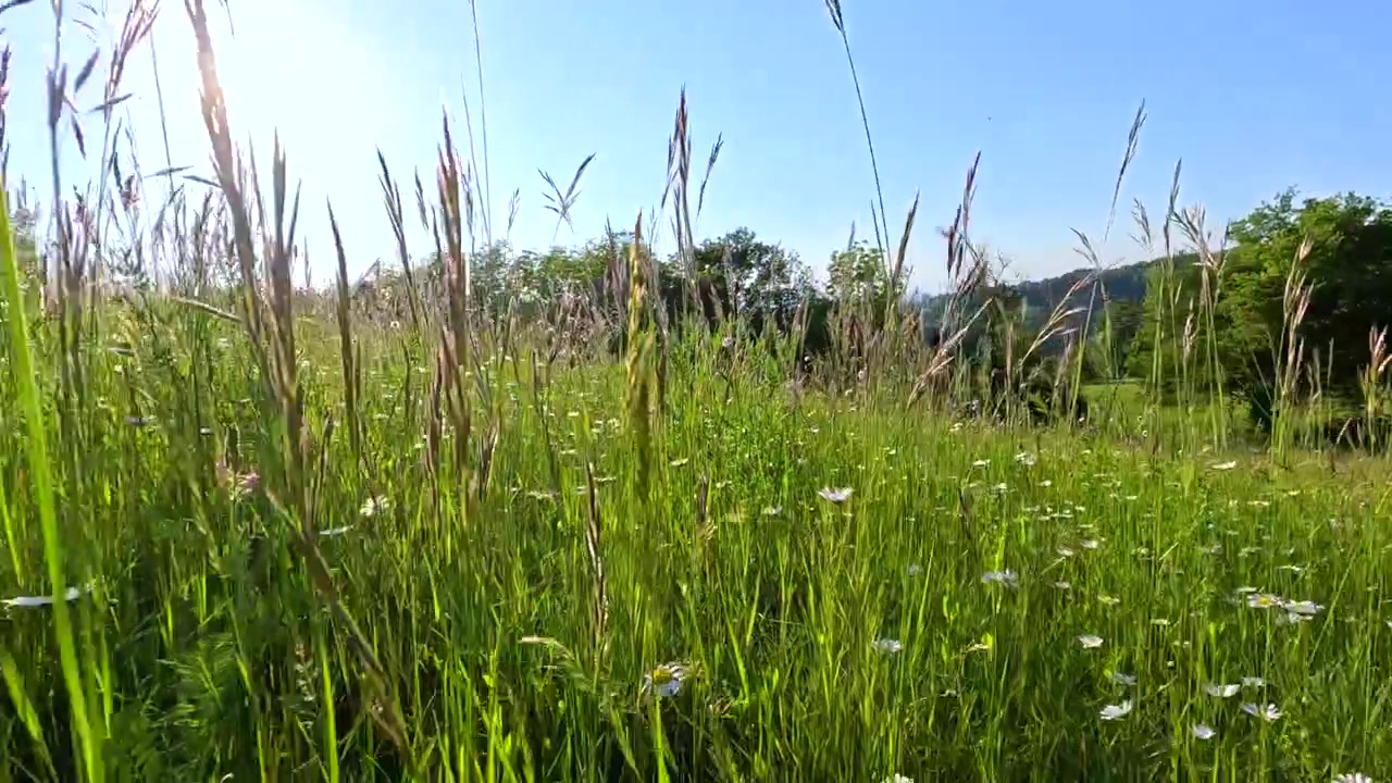 Handgehaltene Aufnahme aus niedriger Perspektive durch blühende Wildblumen und grünes Gras unter strahlendem Sommerlicht.