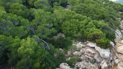 forest on a hill