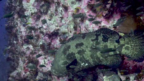 mero gigante nadando en chumphon pinnacle, koh tao, tailandia