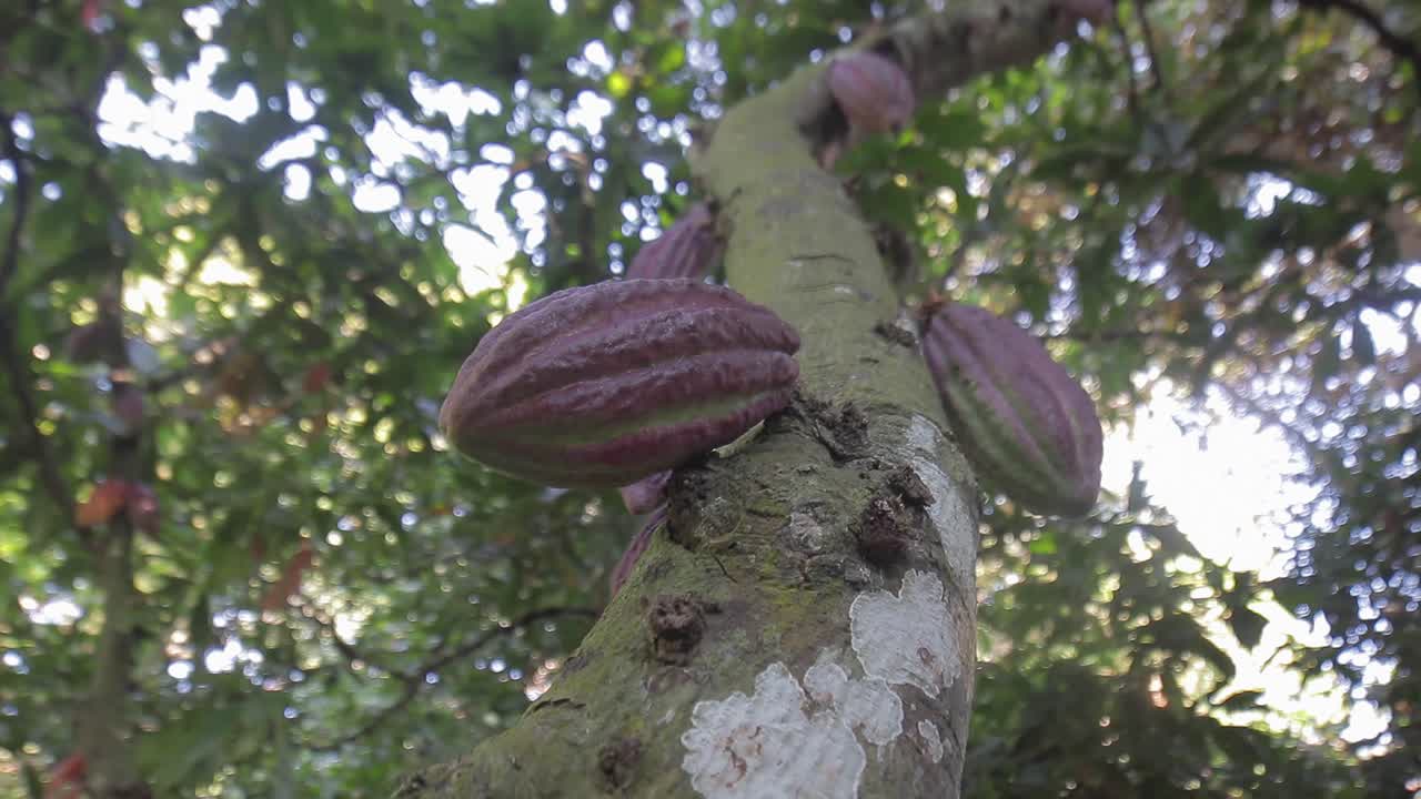 grupo de frutos rojos de cacao colgando de un árbol