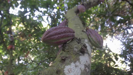 Group-of-red-cocoa-fruits-hanging-from-a-tree