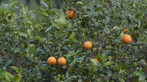 mandarins on branch with green foliage